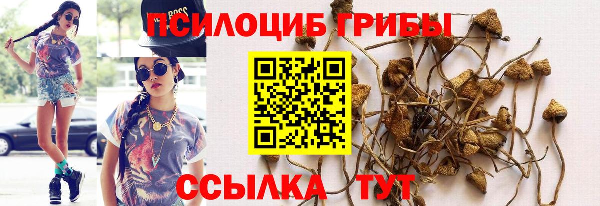 Псилоцибиновые грибы Psilocybine cubensis Евпатория